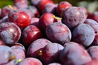 Heap of plums [IBR124906356]