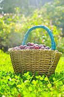 Basket full of plums on autumn grass [IBR124906362]