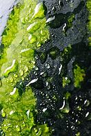Close up view of a wet watermelon [IBR124906363]