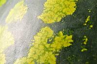 Close up view of a watermelon [IBR124906365]