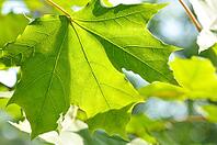 Maple [IBR124906395]