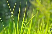Green grass blades, shallow depth of field [IBR124906406]