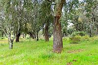 View of a meadow with cork oaks in the Alentejo, near Evora in spring 2019 [IBR124915272]