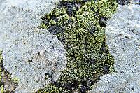 Close-up of a lichen on a rock, near Evora in spring 2019 [IBR124915273]