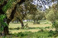 View of a meadow with cork oaks in the Alentejo, near Evora in spring 2019 [IBR124915277]