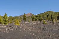 View of a large area with green trees in the high mountains in front of a blue sky near El Paso in summer 2007 [IBR124915299]