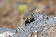 Close-up of a small lizard on a rocky outcrop with blurred background near Las Ledas in summer 2007 [IBR124915305]