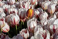 Close up of beautiful bright orange and red tulips glowing under warm spring sunlight [IBR124920163]