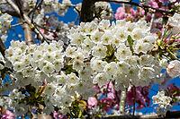 Vibrant white tree blossoms in full bloom contrasting beautifully against a bright blue spring sky [IBR124920171]