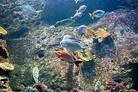 Beautiful colorful fish swims in the aquarium environment [IBR124920172]