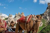 Close-up of two traditional camels with colorful harnesses and saddles in a scenic Turkish valley [IBR124920174]