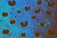 Ebru artworks wirling pigments and fluid designs inspired by Turkish marbling tradition [IBR124920185]