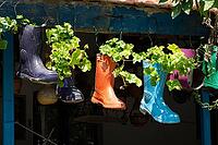 A row of colorful recycled rubber boots used as unique hanging planters for green plants [IBR124920187]