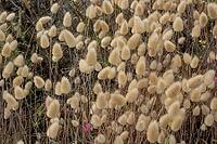 A dense cluster of soft beige bunny tail grass seed heads blooming in natural sunlight [IBR124920193]