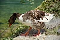 A brown-and-white goose leans toward the pond, its reflection shimmering in Pamukkale's tranquil setting [IBR124920195]