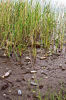 Significant environmental pollution showing plastic waste and garbage scattered along a muddy lake shore edge [IBR124920197]