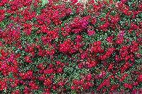 Full frame of beautiful small red roses blooming on a green bush in a garden [IBR124920198]