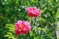 This close-up shows two bright pink peonies in full bloom. The elegant petals open majestically and reveal the yellow center. Surrounded by lush green leaves and an unopened bud in the background, the picture radiates summery freshness. Perfect as a backg [IBR124920207]