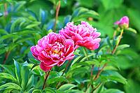 This close-up shows two bright pink peonies in full bloom. The elegant petals open majestically and reveal the yellow center. Surrounded by lush green leaves and an unopened bud in the background, the picture radiates summery freshness. Perfect as a backg [IBR124920209]