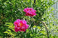 This close-up shows two bright pink peonies in full bloom. The elegant petals open majestically and reveal the yellow center. Surrounded by lush green leaves and an unopened bud in the background, the picture radiates summery freshness. Perfect as a backg [IBR124920211]