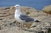 Professional nature photo of a mature herring gull in profile. The shorebird presents itself on rough cliffs with bright plumage, gray wings and yellow beak. The background shows a gentle bokeh of the blue ocean, which perfectly exposes the animal. This a [IBR124920212]