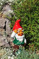 Colorful garden gnome in a garden, Gmund am Tegernsee, Gmund, Upper Bavaria, Bavaria, Germany [IBR124920240]