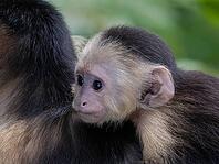 A baby Panamanian capuchin monkey (Cebus imitator), often referred to as the white-shouldered capuchin, rides on its mother's back, Manzanillo Wildlife Rescue, Costa Rica [IBR124920250]