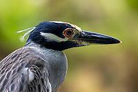 Yellow-crowned Night Heron (Nyctanassa violacea) – close-up of the head in profile, Manzanillo Wildlife Rescue, Costa Rica [IBR124920253]
