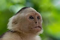 White-shouldered capuchin monkey (Cebus capucinus) – close-up profile portrait from the right, Cahuita National Park, Costa Rica [IBR124920255]