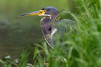 Three-coloured egret (Egretta tricolor) half-hidden in the green grass, Caribbean coast, Costa Rica [IBR124920257]