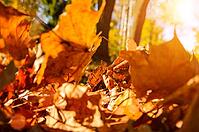 Fallen leaves in autumn forest at sunny weather [IBR124944119]