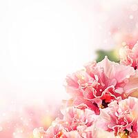 Nice background with hibiscus flowers [IBR124991086]