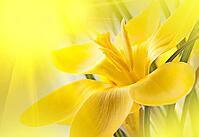 Nice background for your design with a yellow crocus flower [IBR124991092]