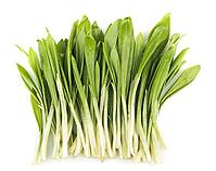 Ramson bunch vegetable isolated on white background [IBR124991094]
