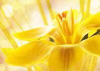Nice background for your design with a yellow crocus flower [IBR124991098]
