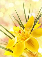 Nice background for your design with a yellow crocus flower [IBR124991106]