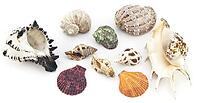 Beautiful shell on a white background for your design [IBR124991109]