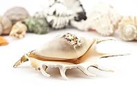 Beautiful shell on a white background for your design [IBR124991110]