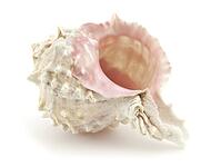 Beautiful shell on a white background for your design [IBR124991111]