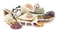 Beautiful shell on a white background for your design [IBR124991112]