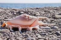 Beautiful shells on the stone beach, the sea [IBR124991113]
