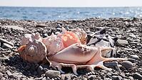 Beautiful shells on the stone beach, the sea [IBR124991114]