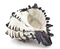 Beautiful shell on a white background for your design [IBR124991115]