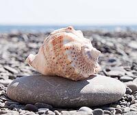 Beautiful shells on the stone beach, the sea [IBR124991116]