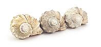 Beautiful shell on a white background for your design [IBR124991118]
