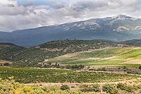 Landscape. Beautiful Crimean mountains and vineyards for your design [IBR124991122]