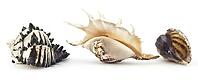 Beautiful shell on a white background for your design [IBR124991123]