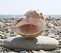 Beautiful shells on the stone beach, the sea [IBR124991124]