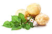 Heap of ripe potatoes vegetable with green leafs isolated on white background [IBR124991151]