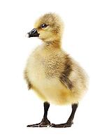 Little gosling isolated on white background [IBR124991158]